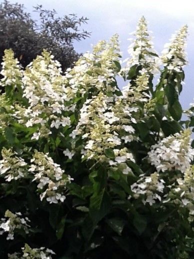 Hydrangea paniculta Levana